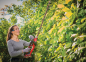 Preview: Einhell PROFESSIONAL Akku-Heckenschere GP-CH 18/61 Li BL-Solo, 3410935